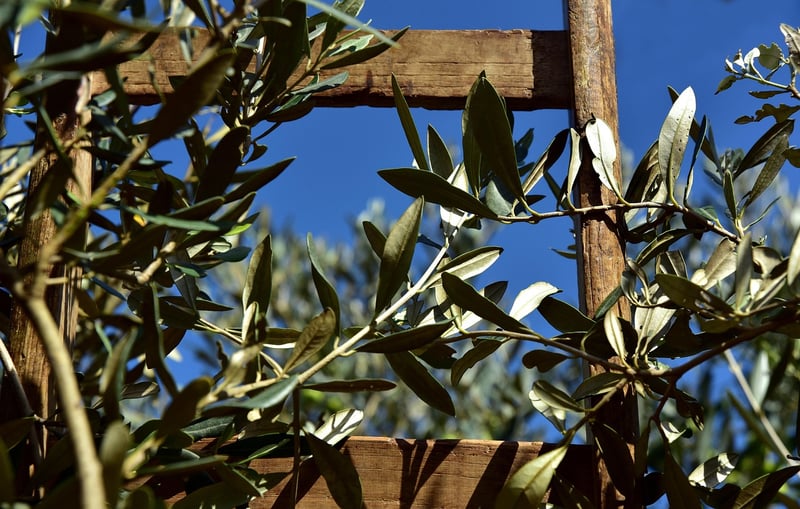 Artisanal Olives
